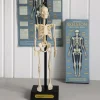 Rex London Anatomical skeleton model Outlet