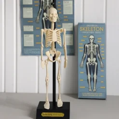 Rex London Anatomical skeleton model Outlet
