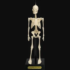Rex London Anatomical skeleton model Outlet
