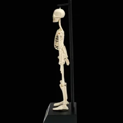 Rex London Anatomical skeleton model Outlet