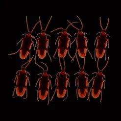 Rex London Box of 10 cockroaches - Classic Jokes Discount
