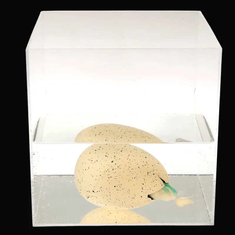 Rex London Giant hatching dinosaur egg - Prehistoric Land Clearance