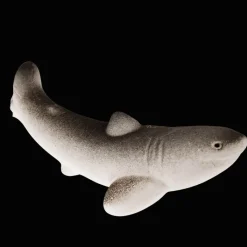 Rex London Giant hatching shark egg - Sharks Clearance