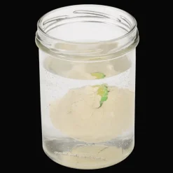 Rex London Hatch your own dinosaur egg Best