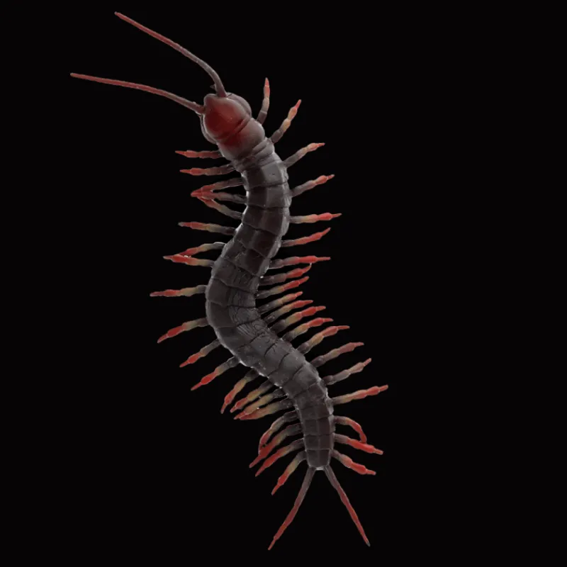 Rex London Realistic centipede toy Hot