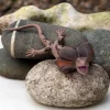 Rex London Realistic frill-necked lizard toy Fashion