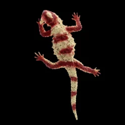 Rex London Realistic horned lizard toy Outlet