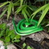 Rex London Rubber cobra toy Online