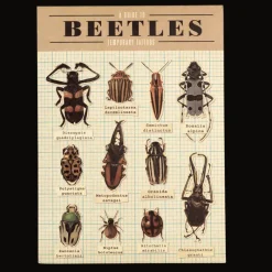 Rex London Temporary tattoos - Beetles Discount